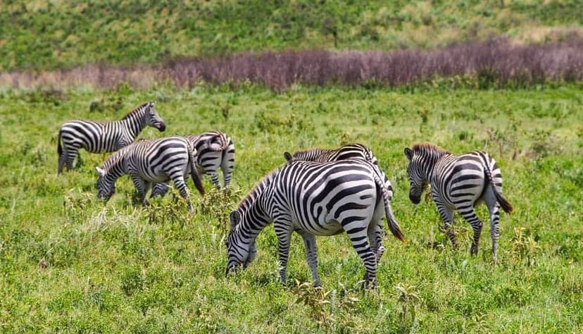 Maasai culture