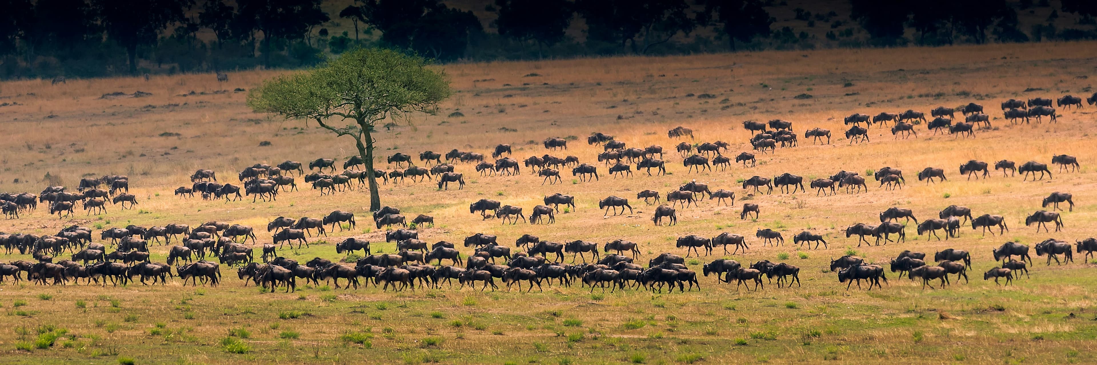 Maasai Boma