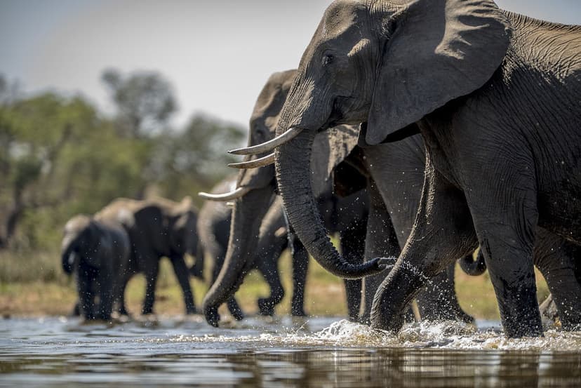 Hippo pool