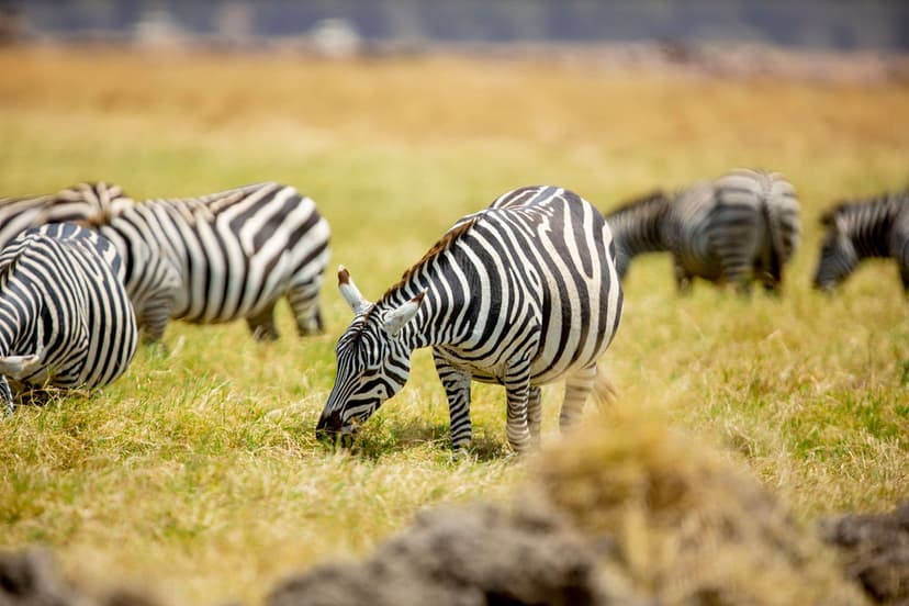 Great Migration