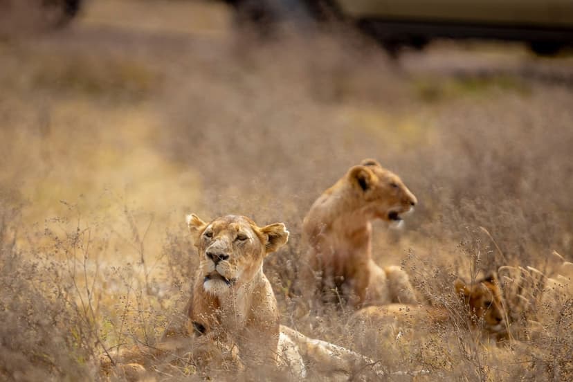 Luxury Game Drive