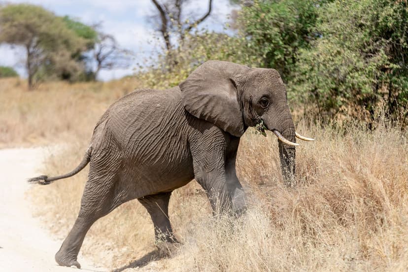 Safari vehicle