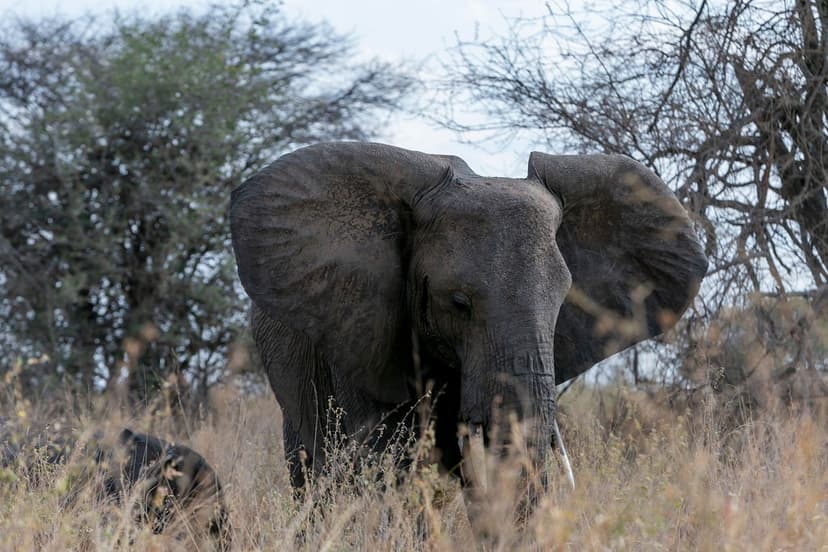 Private Game Drive