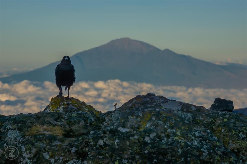 Kilimanjaro Summit