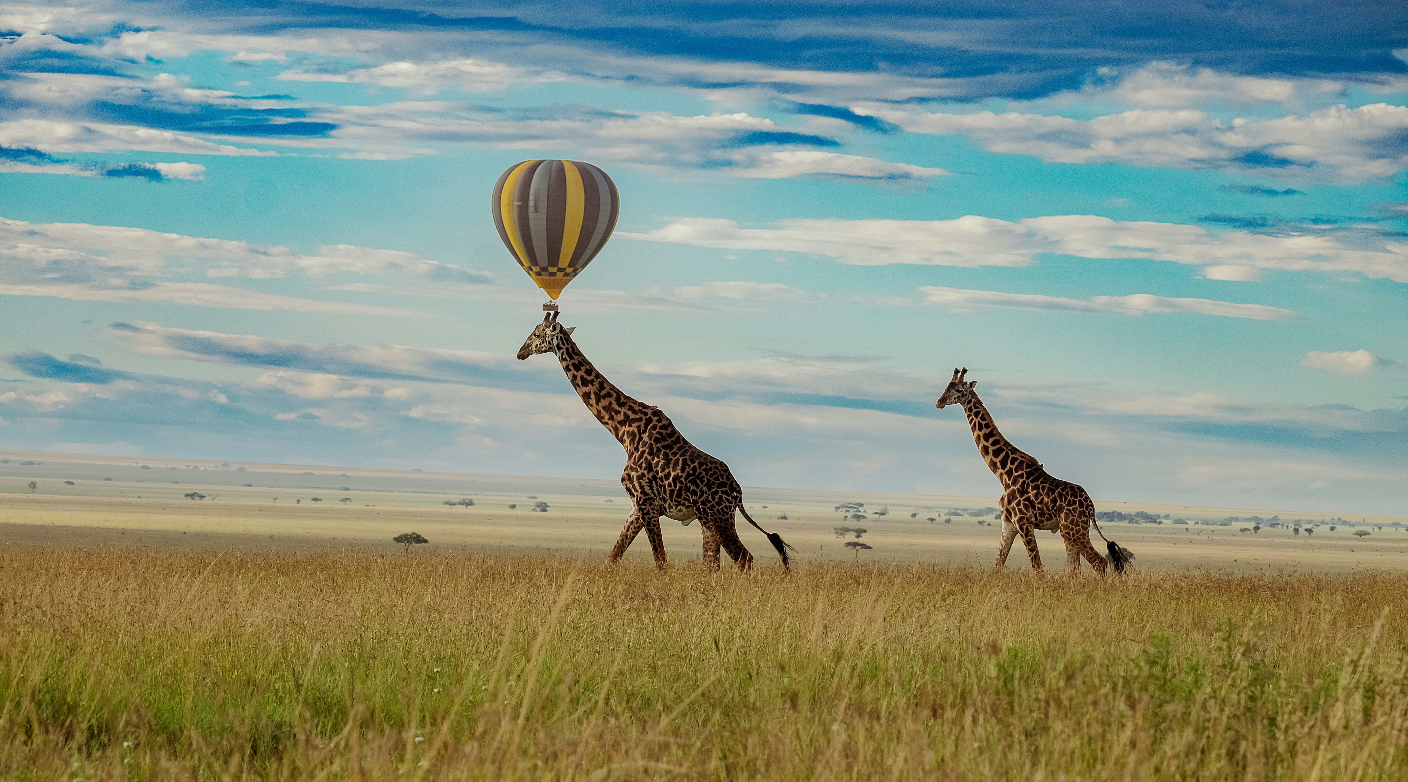 The predators kingdom tour : 4 saya serengeti compact expedition
