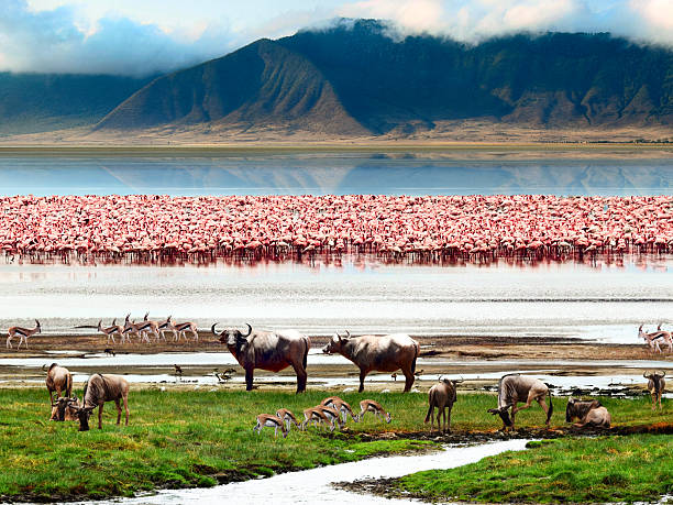 Ngorongoro Crater safari