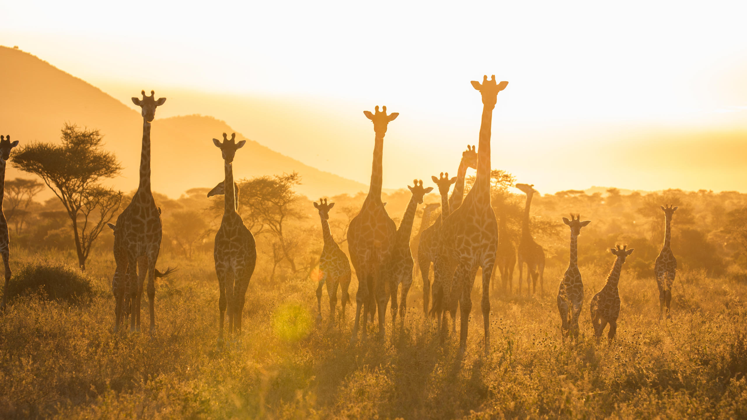 Golden Plains & Crater Dreams: 6 - Day Serengeti & Ngorongoro Luxury Escape