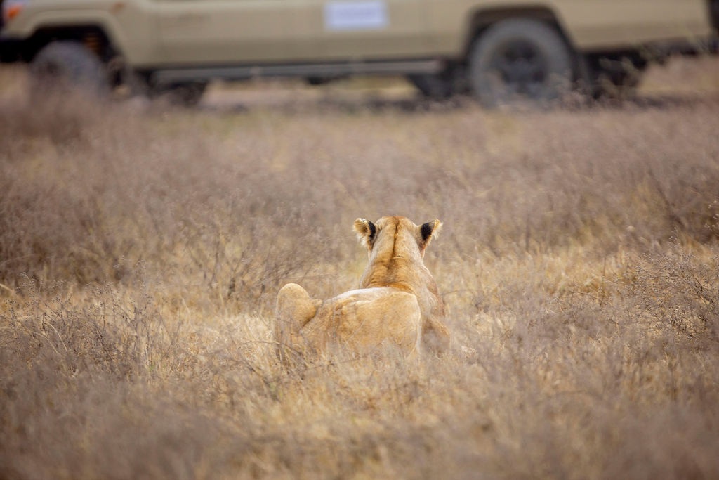 Safari vehicle