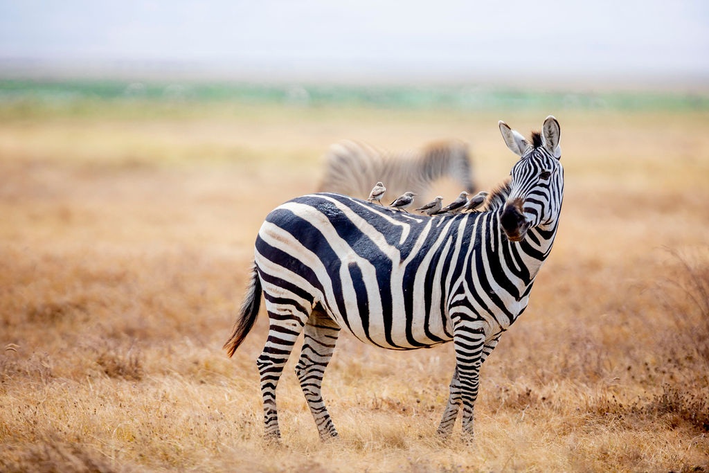 Sunset in Serengeti