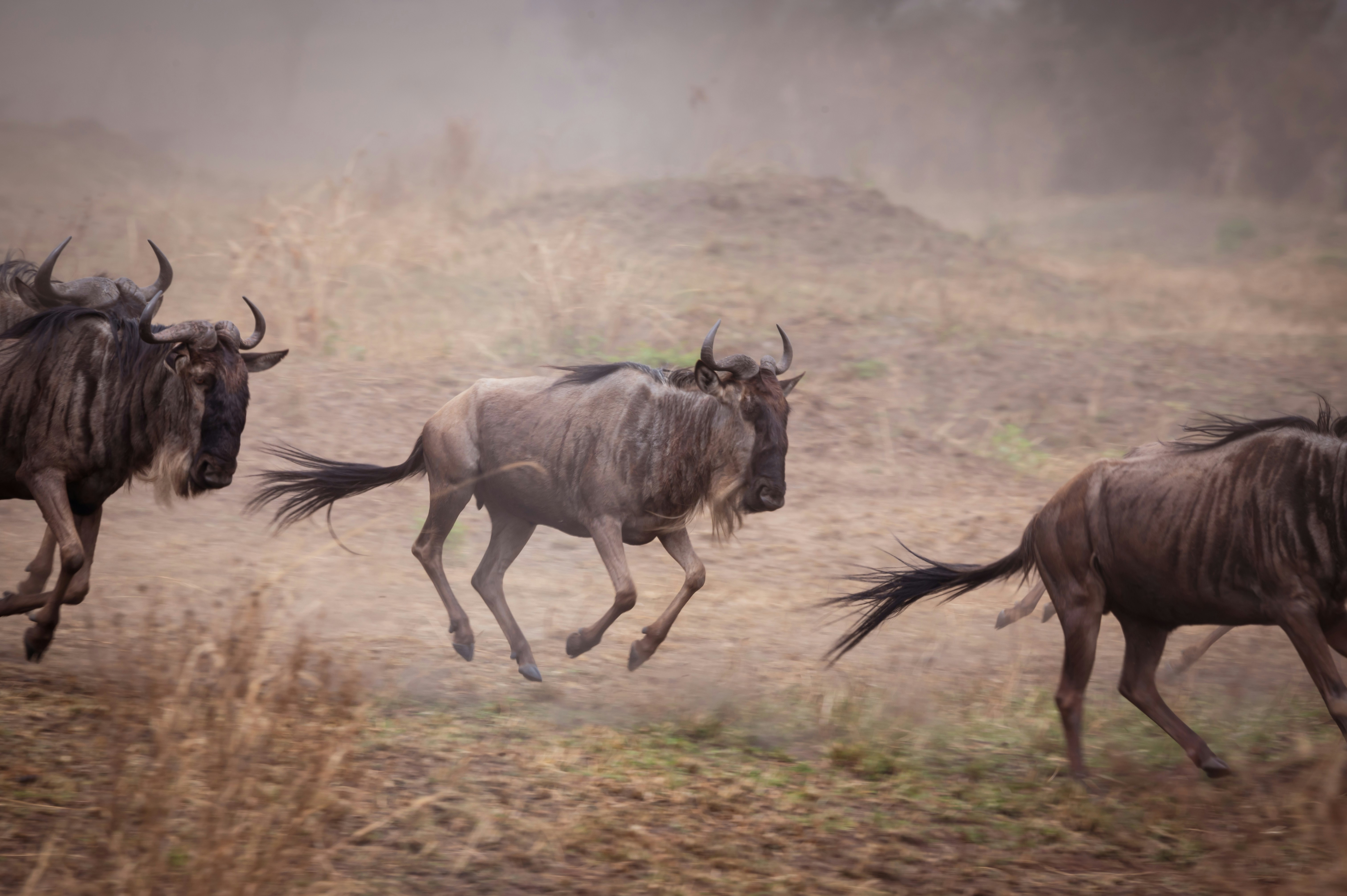 Herds & horizon :  6 days Great wildebeest migration  expedition