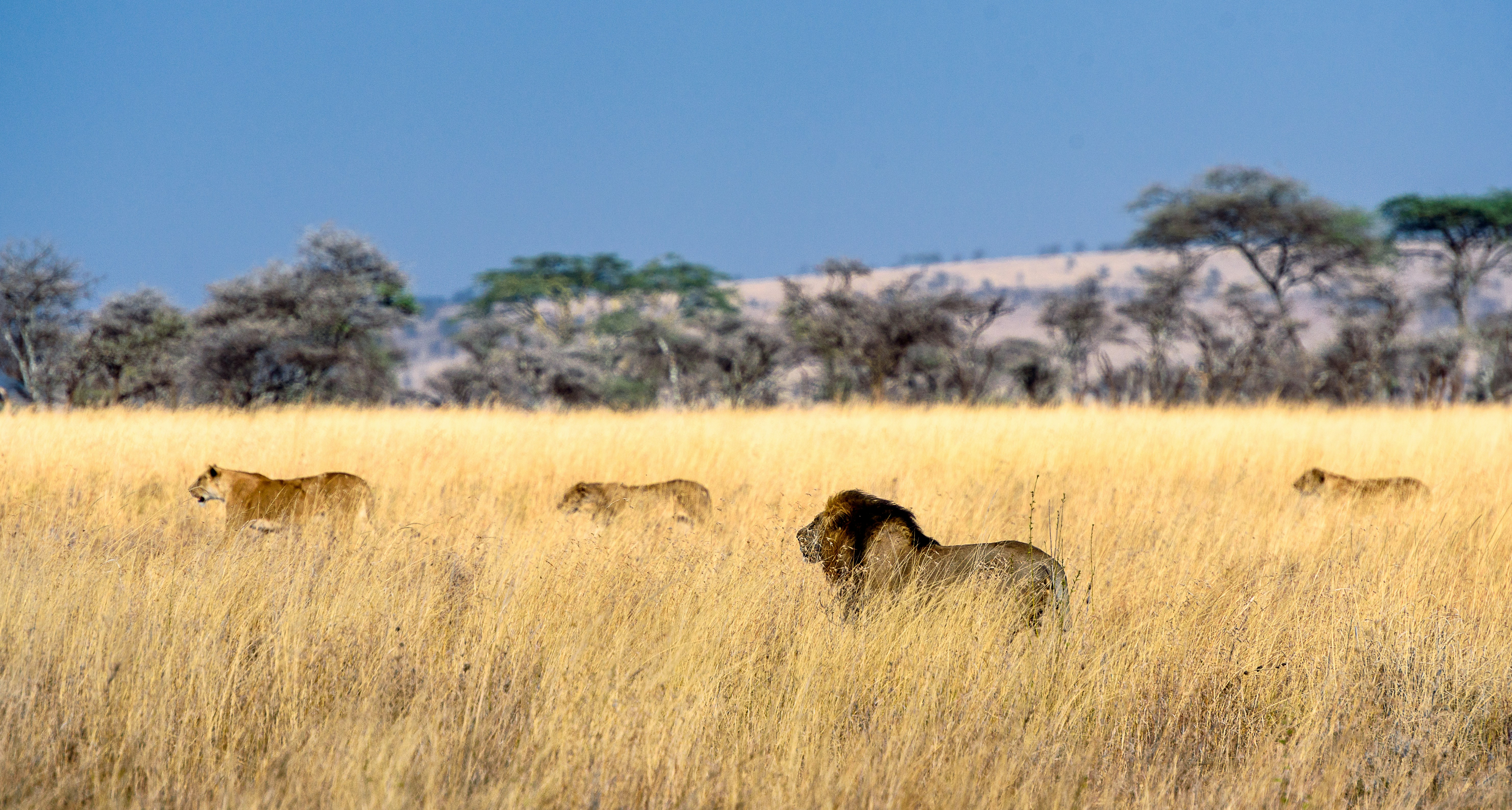 Calving grounds & crater : 4 days Serengeti - ndutu plains and crater adventure
