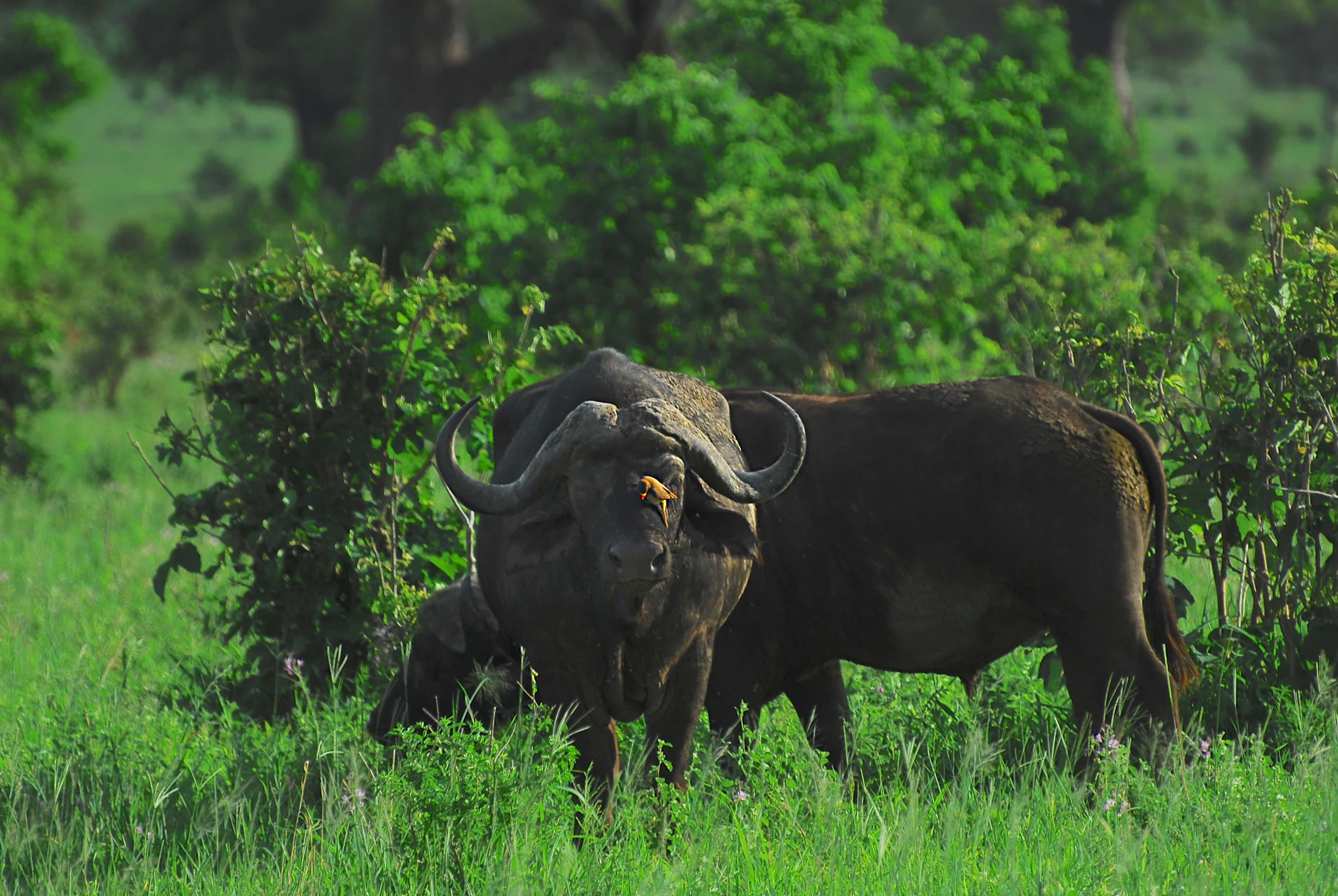 Giants to crater :  6 days tarangire and Ngorongoro adventure