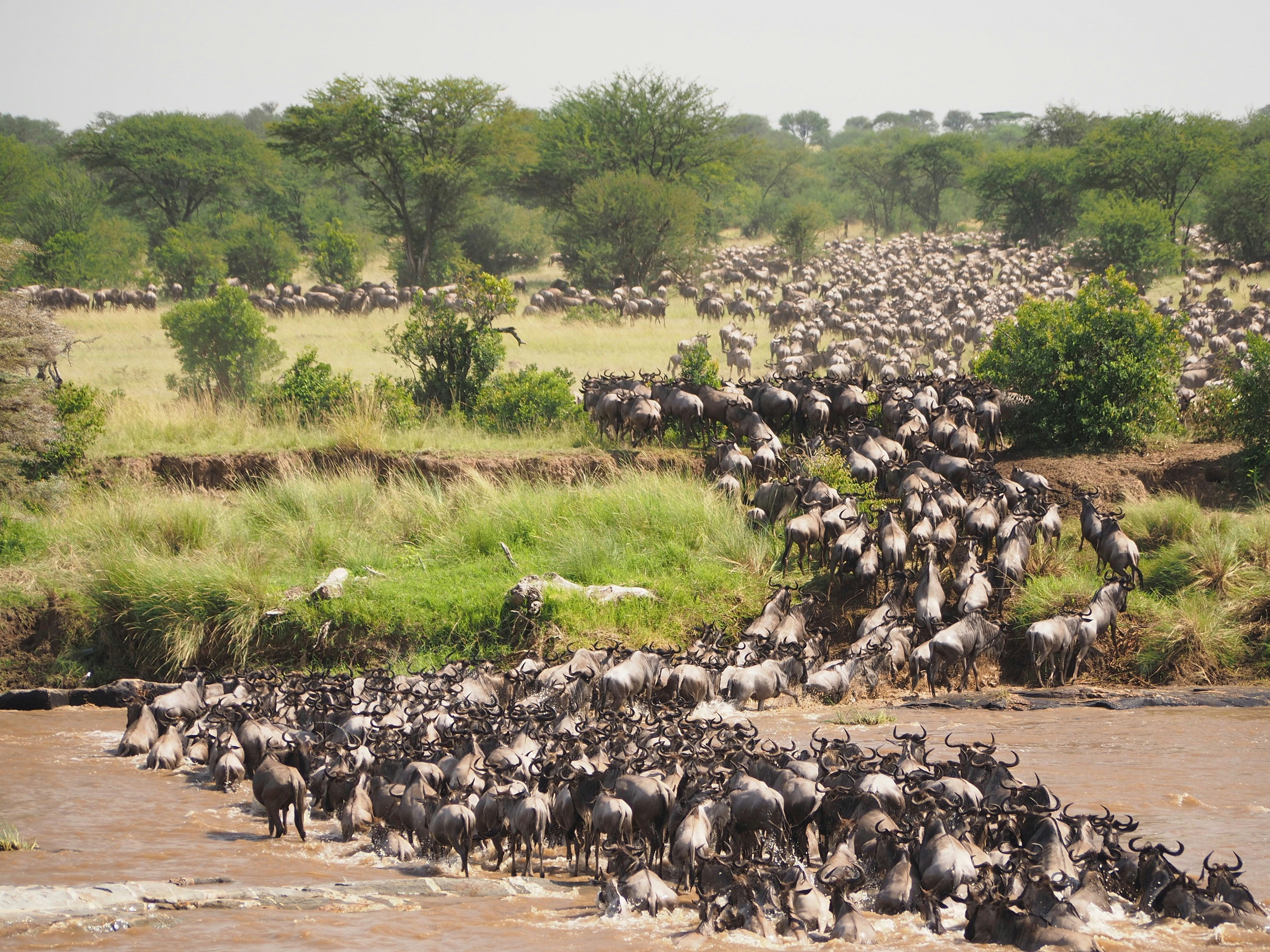 Extended Big Five Odyssey :  8 days serengeti, Tarangire & ngorongoro safari